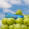 Ferrotone Apple food supplement 28 sachets 25 ml