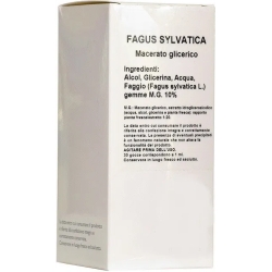 Fagus sylvatica - Macerated glyceric 100 ml