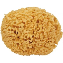 Medium natural sponge