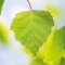 birch decoction 250 ml for the urinary tract