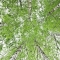birch decoction 250 ml for the urinary tract