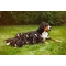 Completa Cani - Dogs vitaminic complementary food 50 tablets