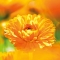 Baby extra delicate oil to the calendula 200 ml