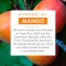 Mango oil for dry hair 100 ml