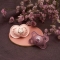 Original - 2 Soothers with silicone teat 6m + in assorted color feminine