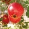 Deo Roll-On Pomegranate - Deodorant with an exotic scent 50 Ml
