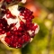 Deo Roll-On Pomegranate - Deodorant with an exotic scent 50 Ml