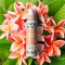 Gluttony - Firming body cream 250 ml