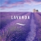 Lavender - Fragrance diffuser refill