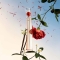 Flower by Kenzo L'Absolue eau de parfum for women 30 ml vapo