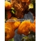 aqua allegoria Mandarine Basilic forte - Edp for Woman 75 ml spray