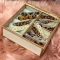 Bars - Decored Hair clips - Havana Mama
