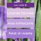 Tranquil Lavender & Aloe - 2 room fragrance refill