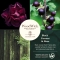 Renew Collection Black Currant & Rose - Scented Candle 368 g