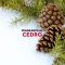 Moth Gel - 2 Moth Repellent Cedar