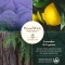 Lavender & Cypress - Large Scented Candle 368 G