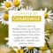 Camomile Aftershampoo Balm 200 Ml