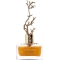 Deciduous Autumn - Eau de Parfum Unisex 100 Ml Spray