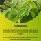 Gimnema - carbohydrate metabolism supplement 100 capsules