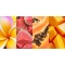 Mini Protective Dry Oil Spf 15 100 ml