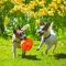 Jumbler Ball Medium Large - Toy For Dogs  Assorted Colors