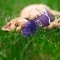Kitten Kickeroo - Toy For Cats Assorted Colors