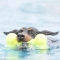 Air Dog Squeaker Bone Large - Toy For Dogs