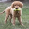 Air Dog Squeaker Dumbbell Large - Toy For Dogs