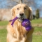 Wubba Large - Toy For Dogs Assorted Colors