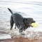 Air Dog Squeaker Football Small - Toy For Dogs