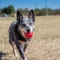Ball for dogs Small size