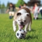 Sport Ball Medium 1 Pack 3 Balls