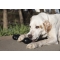 goodie bone extreme medium - toy for dogs