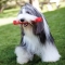 squeezz ring large - rubber ring for dogs - assorted colors