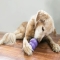 Senior - interactive toys for dogs measuring Medium