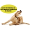 Very pure Veterinary Cod Liver Oil 1 L