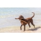 Seealgen  - Complementary feed for dogs and cats 225 tablets