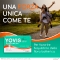 Yovis - Probiotic Supplement 10 Vials