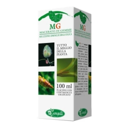 Sequoia Bud Macerate 100 ml - Supplement for tone and energy