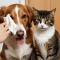 40 Scented Wipes for Dogs, Cats, and Pets