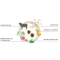 Forza 10 Medium Diet Lamb - Complete dietetic food for adult dogs with intolerances 12 kg