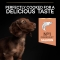 Purina Pro Plan Salmon - Complete food for small and mini breed adult dogs with sensitive skin 3 kg