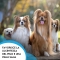 ZomaVet fish oil 93 Salmon - Complementary feed for dogs and cats for the immune system 20x10 ml