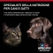 Specific Struvite Dissolution - Wet Food for Adult Cats 7 x 100 gr