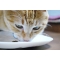 Adult Cat Maintenance Chicken - Complete food for adult cats 400g