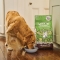 Adult Shepherd's Pie with lamb, potatoes and parsley - Complete dry dog ​​food 7 kg