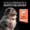 Purina Proplan Medium Puppy Sensitive Skin with Salmon - Complete food for dogs 12 kg