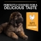 Purina Pro Plan Healthy Start Large Robust Puppy  minore di 2 al Pollo - Alimento completo per cani 12 kg