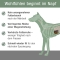 Adult Beef and Potatoes - Complete food for adult dogs 5 kg