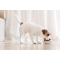 Large Puppy Chicken - Complete food for large breed puppies and pregnant and lactating dogs 12 kg